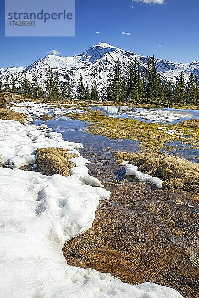 Frühlingshafte Gebirgslandschaft mit Schmelzwassertümpeln und Fichten  hinten der Gilfert  Naunz  Tuxer Voralpen  Tirol  Österreich  Europa