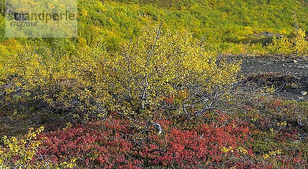 Niedriger Birkenwald in herbstlichen Farben  Vesturdalur im Asbyrgi NP  Norðurland eystra  Island  Europa