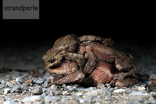 Erdkröte (Bufo bufo)  zwei Männchen kämpfen auf dem Weibchen um den begehrten Platz auf ihr um zur Paarung zu kommen  Velbert  Nachtaufnahme  Nordrhein-Westfalen  Deutschland  Europa
