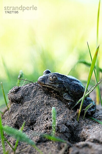 Knoblauchkröte (Pelobates fuscus)  sitzt gut getarnt auf Sandboden am Rand des Laichgewässers  Nordrhein-Westfalen  Deutschland  Europa