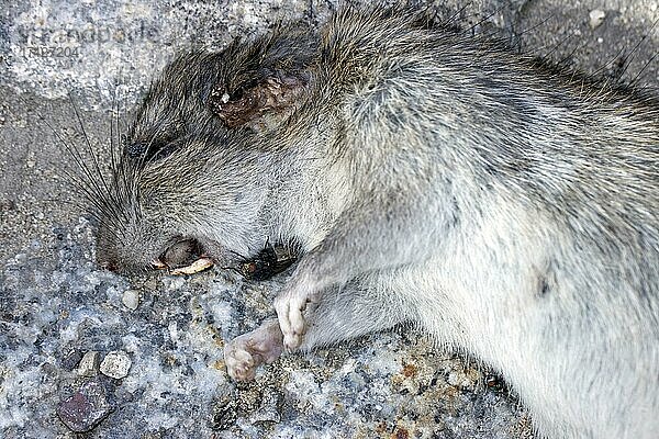 Auf der Straße liegende tote Ratte (Rattus) mit einer Fliege  Berlin  Deutschland  Europa