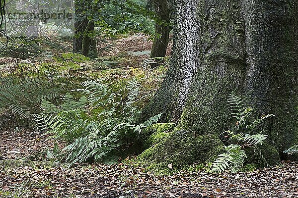 Frauenfarn (Athyrium filix-femina) am Stamm einer Rotbuche (Fagus sylvatica)  Emsland  Niedersachsen  Deutschland  Europa
