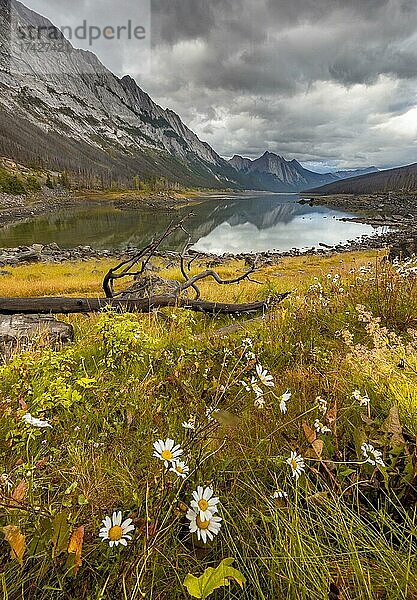 Berge spiegeln sich in einem See  Medicine Lake  herbstliche gelbe WIese am Ufer  Maligne Valley  Jasper National Park  Alberta  Kanada  Nordamerika