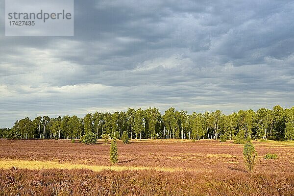 Heidelandschaft  Oberoher Heide  blühende Besenheide (Calluna Vulgaris) mit Wacholder (Juniperus communis)  dramatischer Wolkenhimmel  Naturpark Südheide  Lüneburger Heide  Niedersachsen  Deutschland  Europa