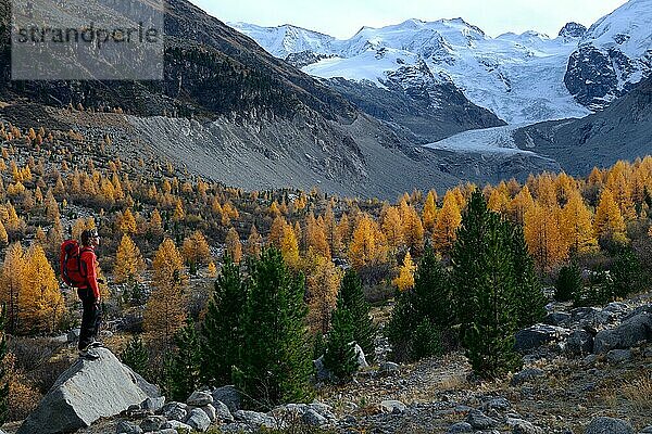 Frau betrachtet den Morteratschgletscher mit Lärchen  Berninagruppe  Oberengadin  Kanton Graubünden  Schweiz  Europa