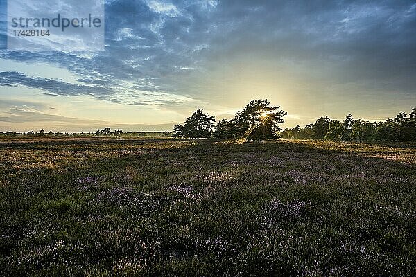 Sonnenuntergang und blühendes Heidekraut (Calluna vulgaris)  Heideblüte  Osterheide  Schneverdingen  Naturpark Lüneburger Heide  Niedersachsen  Deutschland  Europa