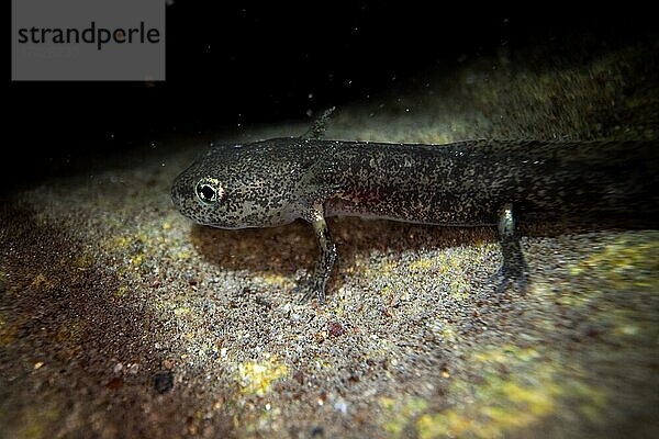 Feuersalamander (Salamandra salamandra)  Larve auf Stein am Gewässergrund im Laichgewässer  Unterwasseraufnahme  Nordrhein-Westfalen  Deutschland  Europa