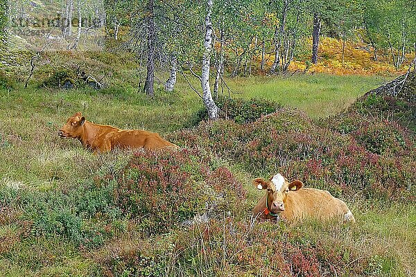 Braune Kühe in Herbstlandschaft vor Birken  Gaulartal  Vestlandet  Norwegen  Europa