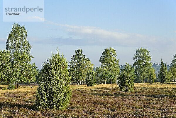 Heidelandschaft  Ellerndorfer Wacholderheide  Wacholder (Juniperus communis)  Birken (Betula) und blühende Besenheide (Calluna Vulgaris)  Naturpark Südheide  Lüneburger Heide  Niedersachsen  Deutschland  Europa