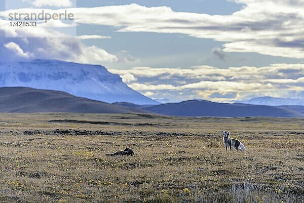 Junge Polarfüchse (Vulpes lagopus) dahinter die Herðubreið  Möðrudalur  Austurland  Island  Europa
