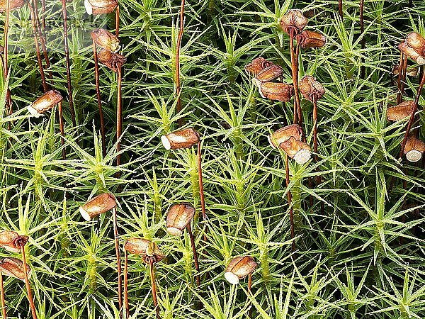 Sternmoos (Sagina procumbens) mit Sporenstände  Nordrhein-Westfalen  Deutschland  Europa