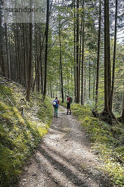 Zwei Wanderer auf einem Waldweg  Berchtesgadener Alpen  Berchtesgadener Land  Oberbayern  Bayern  Deutschland  Europa