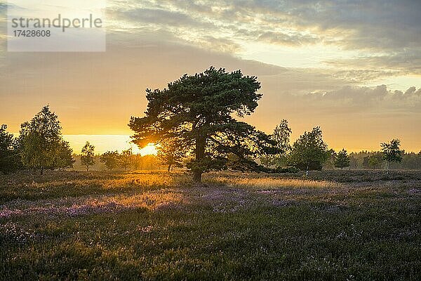 Sonnenuntergang und blühendes Heidekraut (Calluna vulgaris)  Heideblüte  Osterheide  Schneverdingen  Naturpark Lüneburger Heide  Niedersachsen  Deutschland  Europa
