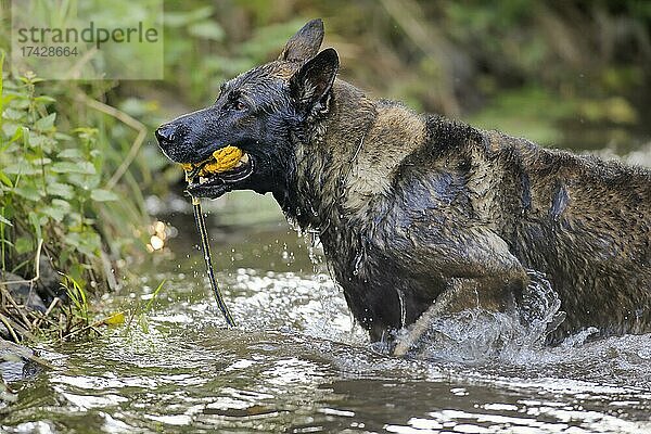 Deutscher Schäferhund (Canis lupus familiaris)  adult  Rüde  Hund holt Ball aus dem Wasser  Rheinland-Pfalz  Deutschland  Europa