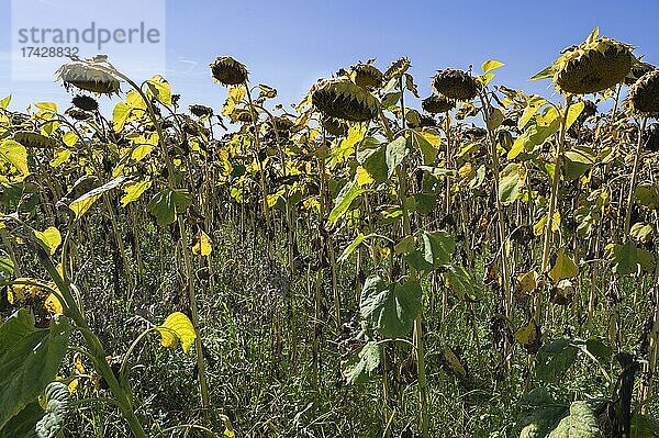 Verwelkte Sonnenblumen (Helianthus annuus)  Oberbayern  Bayern  Deutschland  Europa