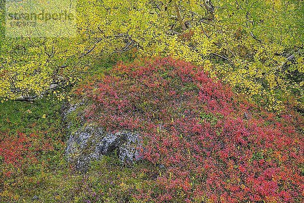 Herbstfarben  Myvatn  Norðurland eystra  Island  Europa