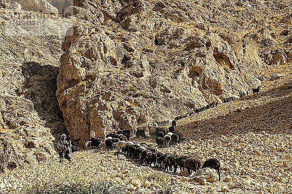 Hirte mit seinen Schafen auf einem steilen Hügel  Provinz Yakawlang  Bamyan  Afghanistan  Asien