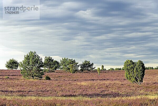 Heidelandschaft  Oberoher Heide  blühende Besenheide (Calluna Vulgaris) mit Wacholder (Juniperus communis)  dramatischer Wolkenhimmel  Naturpark Südheide  Lüneburger Heide  Niedersachsen  Deutschland  Europa