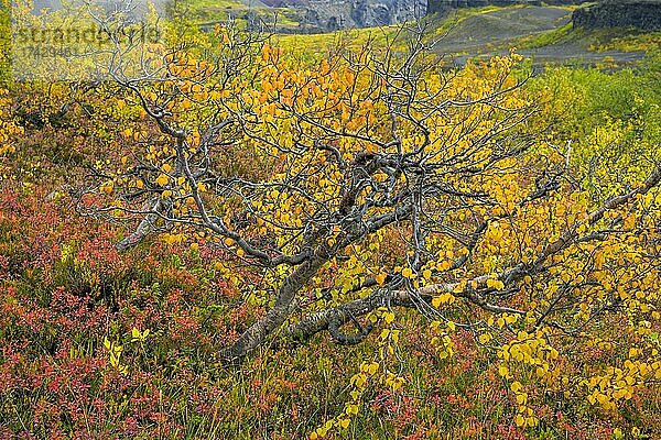 Bunte Herbstfärbung im  Vesturdalur im Asbyrgi NP  Norðurland eystra  Island  Europa