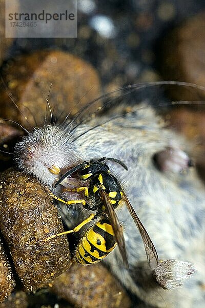 Eine Wespe (Vespinae) beißt Fleischstücke aus einer toten Hausmaus (Mus musculus)