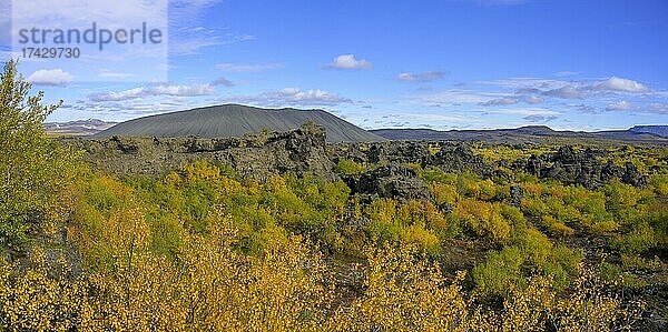 Tuffring Hverfjall mit herbstlich gefärbter Birkenvegetation  Myvatn  Norðurland eystra  Island  Europa