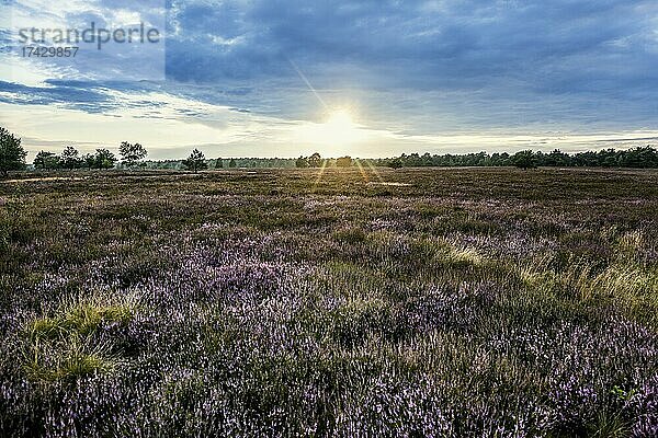 Sonnenuntergang und blühendes Heidekraut (Calluna vulgaris)  Heideblüte  Osterheide  Schneverdingen  Naturpark Lüneburger Heide  Niedersachsen  Deutschland  Europa