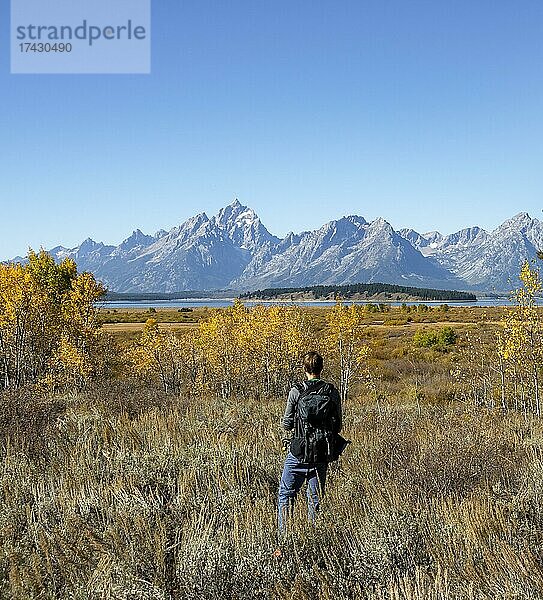 Juner Mann blickt in die Ferne  Bergpanorama mit Berggipfel Mount Moran und Grand Teton  Herbstliche Landschaft  gelb gefärbte Espen (Populus tremula) und Büsche  Willow Flats Overlook  Teton Range Gebirgszug  Grand Teton National Park  Wyoming  USA  Nordamerika