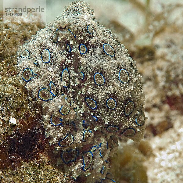 Großer Blauringkrake (Hapalochlaena lunulata) tarnt sich auf Korallen  Blauringoktopus  Pazifik  Negros  Philippinen  Asien