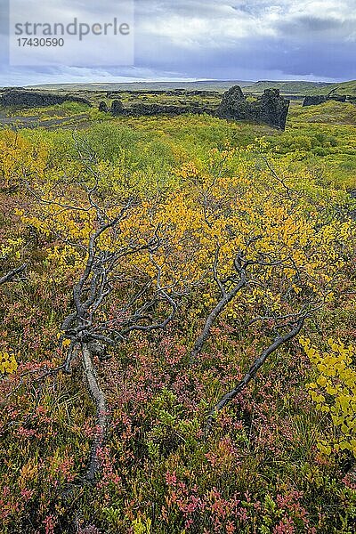 Bunte Herbstfärbung bei den Basaltformationen der Hlóðaklettar  Vesturdalur im Asbyrgi NP  Norðurland eystra  Island  Europa