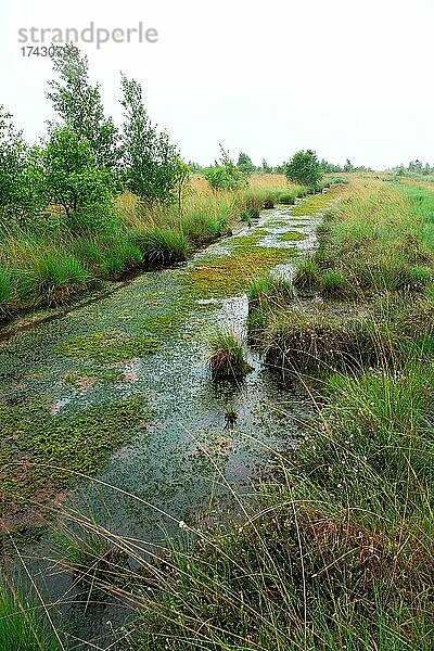 Esterweger Dose  renaturierte Moorfläche  Wassergraben mit Torfmoos  Niedersachsen  Deutschland  Europa