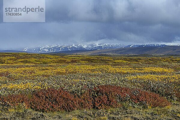 Intensiv herbstlich gefärbte Landschaft  Straße 864  Norðurland eystra  Island  Europa