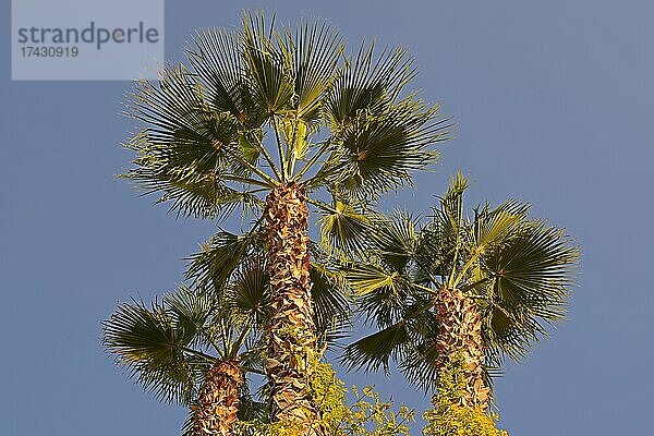 3 Große Palmen vor blauem Himmel  Département Alpes-Maritimes  Provence-Alpes-Côte d?Azur  Frankreich  Europa
