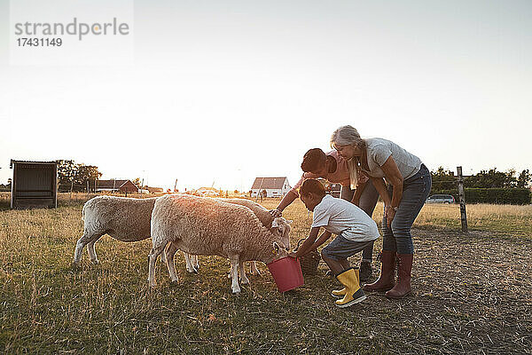 Junge füttert Schafe aus einem Eimer mit Mutter und Großmutter auf einem Feld bei Sonnenuntergang