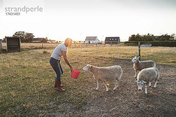Ältere Landwirtin beim Füttern der Schafe aus einem Eimer auf dem Feld
