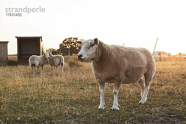 Schafe auf einem Feld auf einem Bauernhof gegen den klaren Himmel bei Sonnenuntergang
