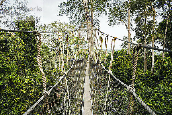 Ghana  Canopy Walkway durch tropischen Regenwald im Kakum-Nationalpark