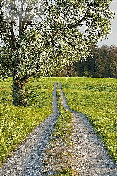 Feldweg im Frühling gesäumt von Blumenwiesen und blühendem Obstbaum