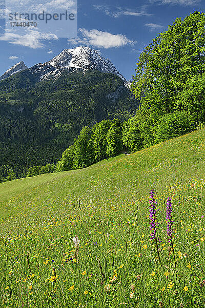 Blumen im Nationalpark Berchtesgaden mit Watzmann im Hintergrund