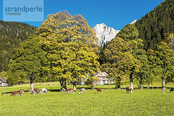 Österreich  Steiermark  Ramsau am Dachstein  Rinder grasen auf der Herbstweide