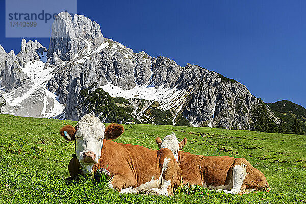 Braune Kühe sitzen auf grüner Landschaft mit Bishops Hat Mountain im Hintergrund