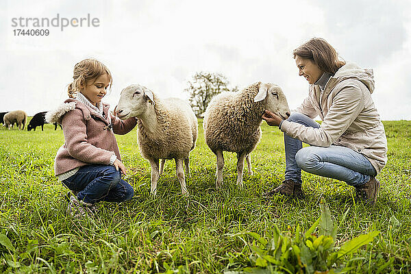 Lächelnde Frau und Mädchen streicheln Schafe auf grünem Gras auf dem Bauernhof