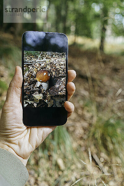 Mann hält Mobiltelefon mit Foto eines Pilzes im Wald