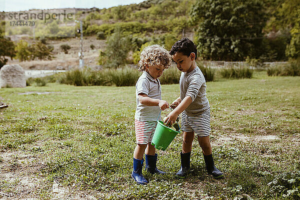 Jungen sammeln mit Eimer Birnen auf der Wiese