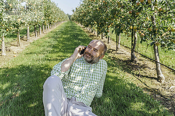 Mann spricht mit Smartphone  während er im Apfelgarten sitzt