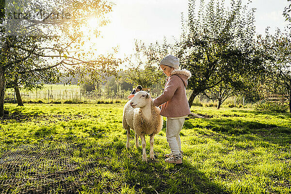 Nettes Mädchen streichelt Schafe auf dem Bauernhof