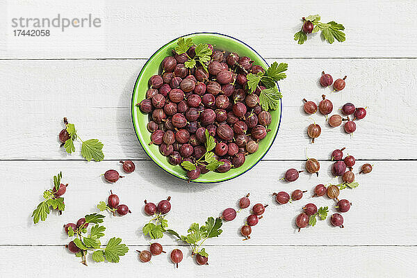 Schale mit frisch geernteten Stachelbeeren (Ribes uva-crispa)