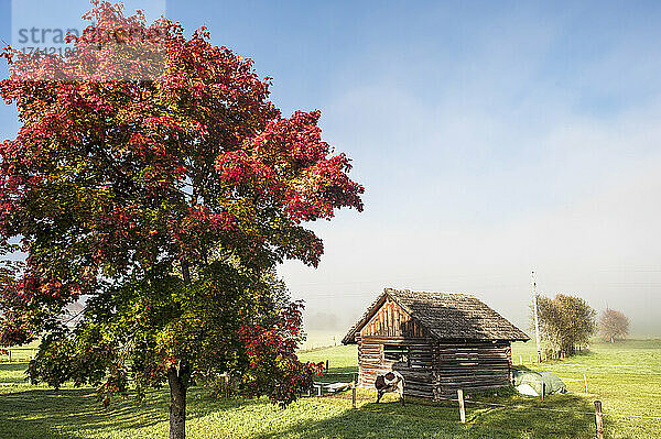 Roter Herbstbaum wächst vor einer rustikalen Hütte mit dichtem Nebel im Hintergrund