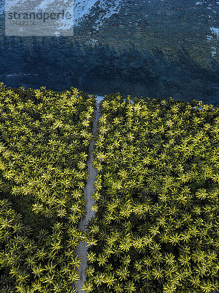 Malediven  Meemu-Atoll  Veyvah  Luftaufnahme eines Inselhains mit grünen Palmen