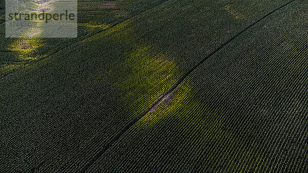 Luftaufnahme eines grünen Maisfeldes in der Abenddämmerung