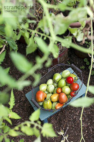 Korb mit frischen  selbst angebauten Tomaten